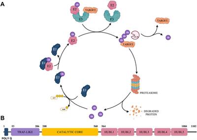 Highlights in USP7 inhibitors for cancer treatment